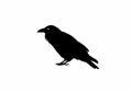 Ravens silhouette Royalty Free Stock Photo