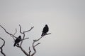 Ravens (Corvus) in silhouette