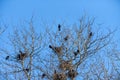 Ravens sitting on a tree near the nests Royalty Free Stock Photo