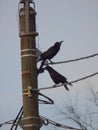 Ravens are sitting on a wire Royalty Free Stock Photo