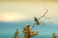 Ravin perched on the snow covered dead tree Royalty Free Stock Photo