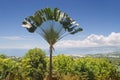 Ravinala palm over tropical bay