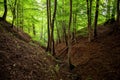 Ravine in spring beech forest. Royalty Free Stock Photo