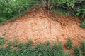 ravine and landslide exposed sandy soil with the roots of trees and plants. Concept of Geology and land erosion Royalty Free Stock Photo