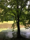 Ravine, Stream Valley Section of North Woods in Central Park in Summer in Manhattan, New York, NY.