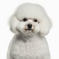 Ravishing adorable bichon frise dog studio portrait.