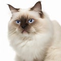 Ravishing adorable birman cat portrait on white isolated background.