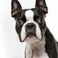 Ravishing adorable boston terrier portrait with white isolated background. Royalty Free Stock Photo