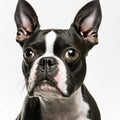 Ravishing adorable boston terrier portrait with white isolated background. Royalty Free Stock Photo