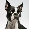 Ravishing adorable boston terrier portrait with white isolated background. Royalty Free Stock Photo