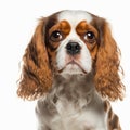 Ravishing adorable cavalier king charles dog portrait.