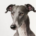 Ravishing adorable greyhound dog portrait. Royalty Free Stock Photo