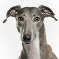 Ravishing adorable greyhound dog portrait. Royalty Free Stock Photo