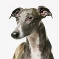 Ravishing adorable greyhound dog portrait. Royalty Free Stock Photo