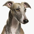 Ravishing adorable greyhound dog portrait. Royalty Free Stock Photo