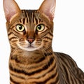 Ravishing adorable toyger cat portrait on white isolated background.