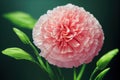 Ravishing macro closeup pink carnation flower with realistic detail.