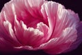 Ravishing macro closeup pink carnation flower with realistic detail.