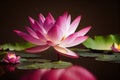 Ravishing pink waterlily floating on water with realistic detail blossom.