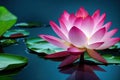 Ravishing pink waterlily floating on water with realistic detail blossom.