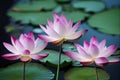 Ravishing pink waterlily floating on water with realistic detail blossom.