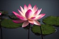 Ravishing pink waterlily floating on water with realistic detail blossom.