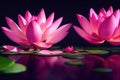 Ravishing pink waterlily floating on water with realistic detail blossom.