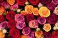 Ravishing realistic detail intricate beauty of vivid multicolor rose .