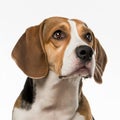 Ravishing realistic portrait beagle dog on white isolated background. Royalty Free Stock Photo