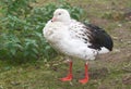 a close up portrait of an Andean goose Royalty Free Stock Photo