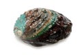 Raw abalone Royalty Free Stock Photo