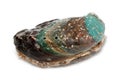 Raw abalone Royalty Free Stock Photo