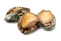 Raw abalone Royalty Free Stock Photo