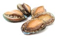 Raw abalone Royalty Free Stock Photo