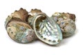 Raw abalone Royalty Free Stock Photo