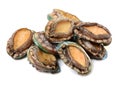 Raw abalone Royalty Free Stock Photo