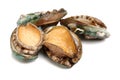 Raw abalone Royalty Free Stock Photo