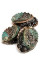 Raw abalones Royalty Free Stock Photo