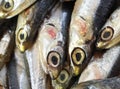 Raw anchovies just fish for sale in fish market Royalty Free Stock Photo