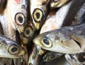 Raw anchovies just fish for sale in fish market Royalty Free Stock Photo