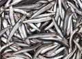 anchovy fish Royalty Free Stock Photo
