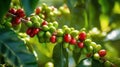 Raw arabica coffee beans in coffee plantation Generative AI