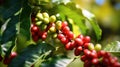 Raw arabica coffee beans in coffee plantation Generative AI