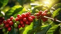 Raw arabica coffee beans in coffee plantation Generative AI