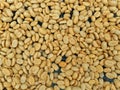 raw arabica coffee beans are in the drying process Royalty Free Stock Photo