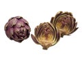 Raw artichokes, Mediterranean vegetable, uncooked and cut open, isolated on white. Royalty Free Stock Photo
