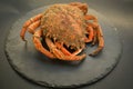 raw Atlantic crab close-up on black background, soft focus.
