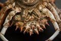 raw Atlantic crab close-up on black background, soft focus.