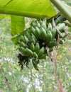 Raw banana on the bunch tree.