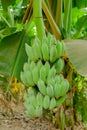 Raw bananas on a banana tree.